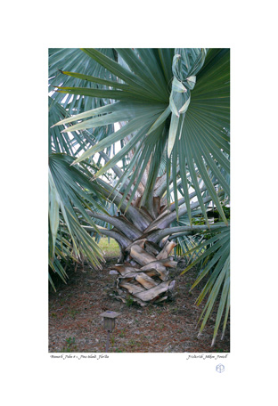Bismark Palm, Pine Island
