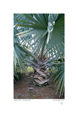 Bismark Palm # 1, thumbnail